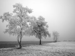 Tapeta Nature trees with snow 008.jpg